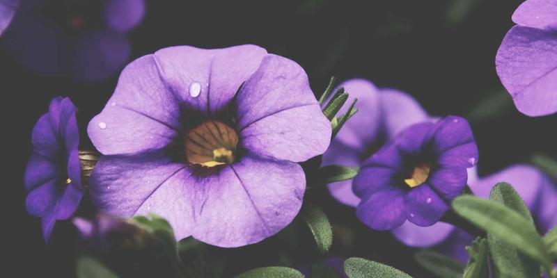 系统集成与云服务：企业数字化转型的核心引擎