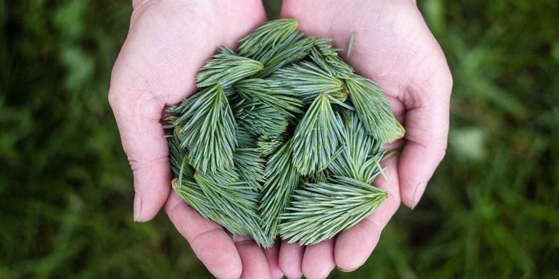 网络数据包代理(NPB)与可视性平台：构建全流量监控时代的网络安全基石